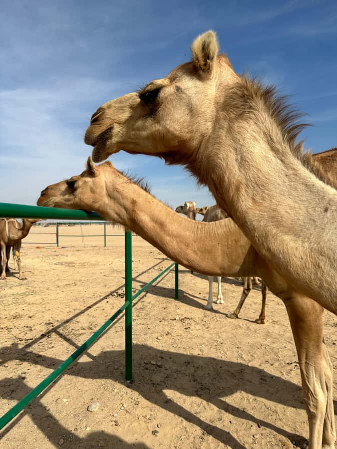 Magical Desert Safari By Land Cruise in Empty Quarter - Sunset coffee on the highest dunes