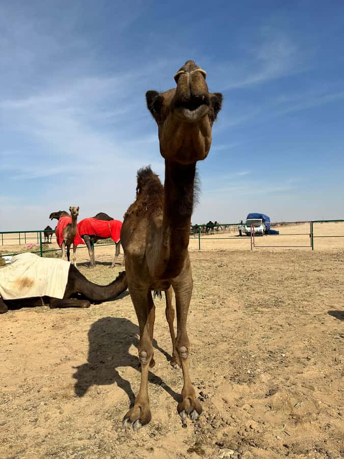 Magical Desert Safari By Land Cruise in Empty Quarter - What the $152 price really buys