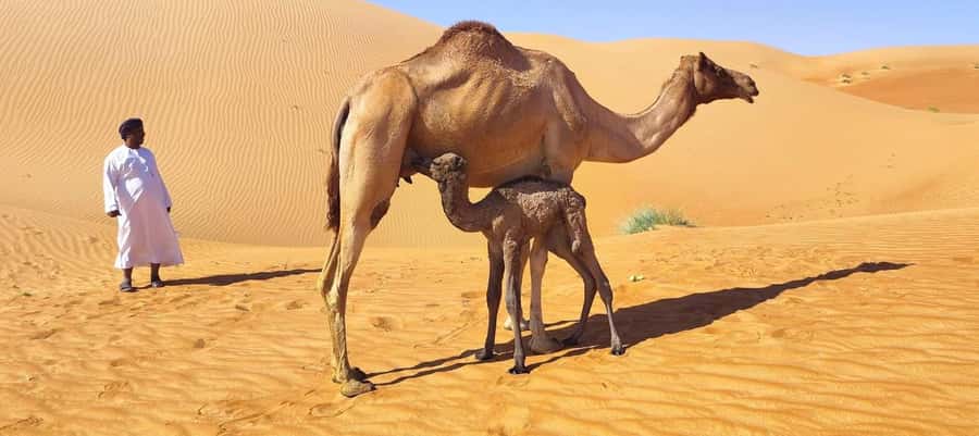 Magical Desert Safari By Land Cruise in Empty Quarter - Thumrait and the old Bedouin connection