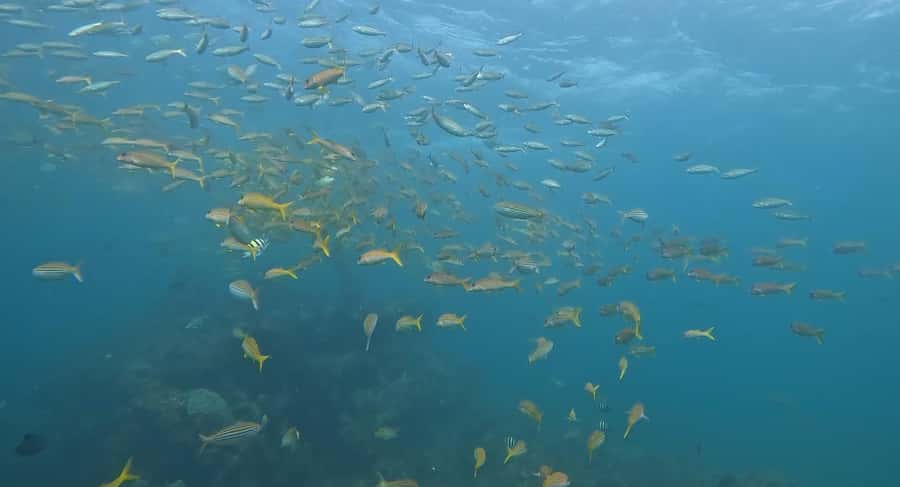 Mirbat: Snorkeling Adventure with Kheva Wreck - What you see above the Kheva