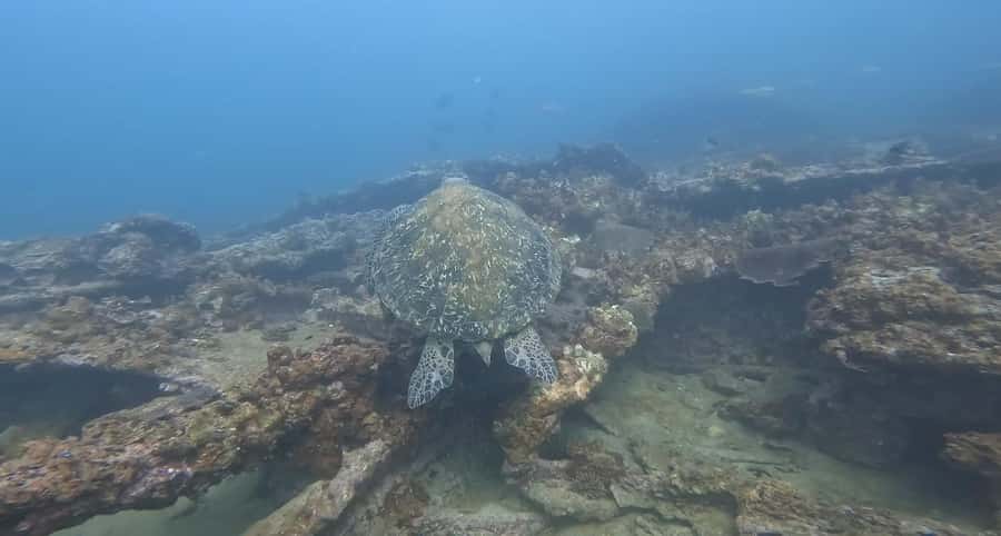 Mirbat: Snorkeling Adventure with Kheva Wreck - Is $106 a fair price?