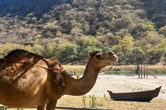 Mountain Safari, Camels, waterfalls & lunch (Group Tour) - Wadi Hannah’s baobabs are the surprise stop