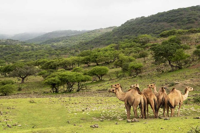 Mountain Safari, Camels, waterfalls & lunch (Group Tour) - Taqah begins the day with coast and local character