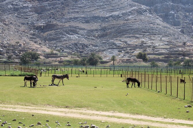 Mountain Safari in Jebel Harim - Why Jebel Harim makes a strong half-day outing