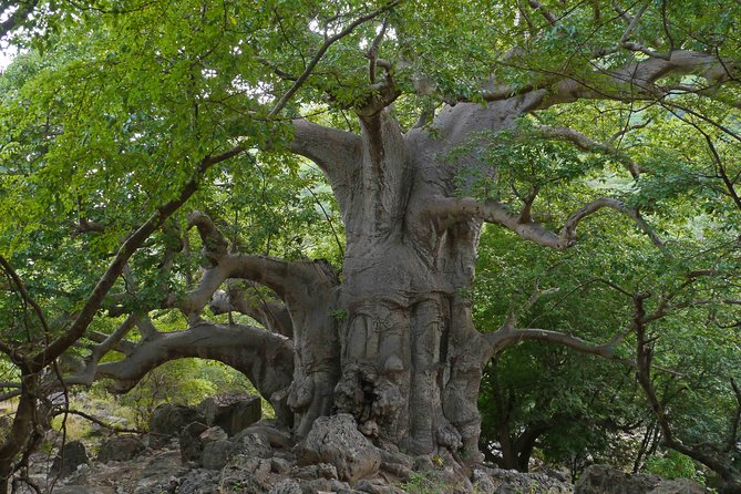 Mountain Tour - Darbat falls, Jebel Samhan, sinkholes, baobabs - Teeq Cave and Tawi Attair’s 211-Metre Abyss