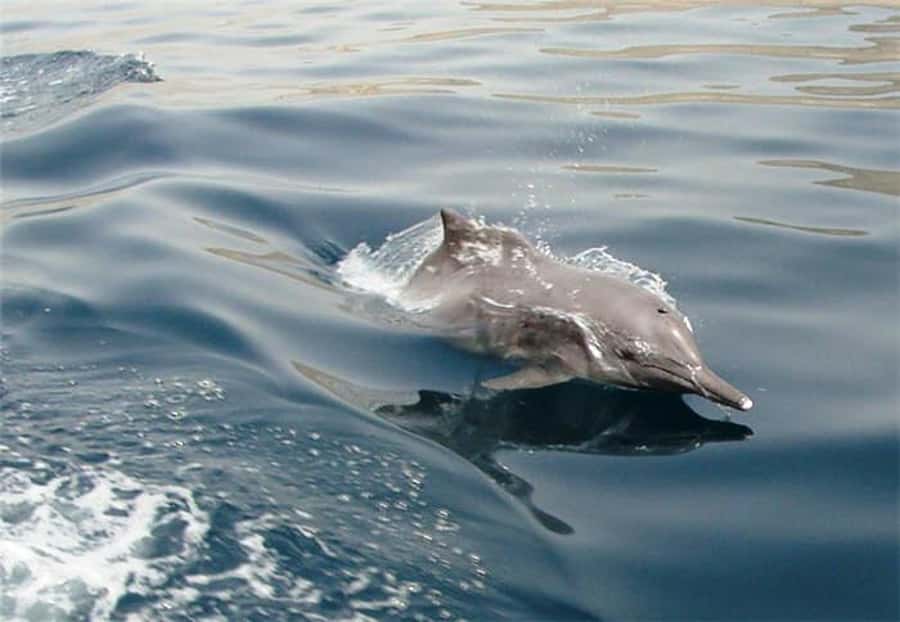 Musandam Khasab Full-Day Cruise with Transfers & Lunch - Why Musandam feels so different from Dubai