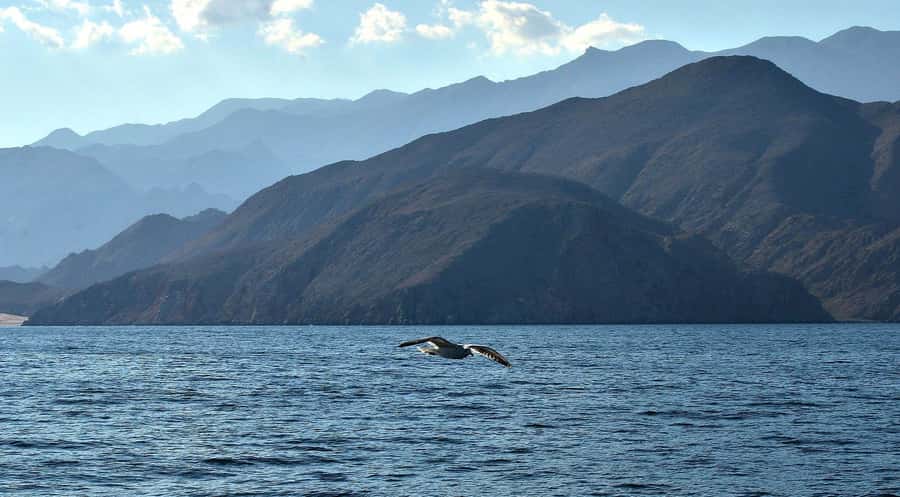 Musandam Khasab Full-Day Cruise with Transfers & Lunch - Dolphin watching without false promises