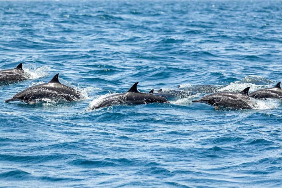 Muscat: 3 Hours Dolphin Watching and Snorkeling Tour - One hour in the water for snorkeling