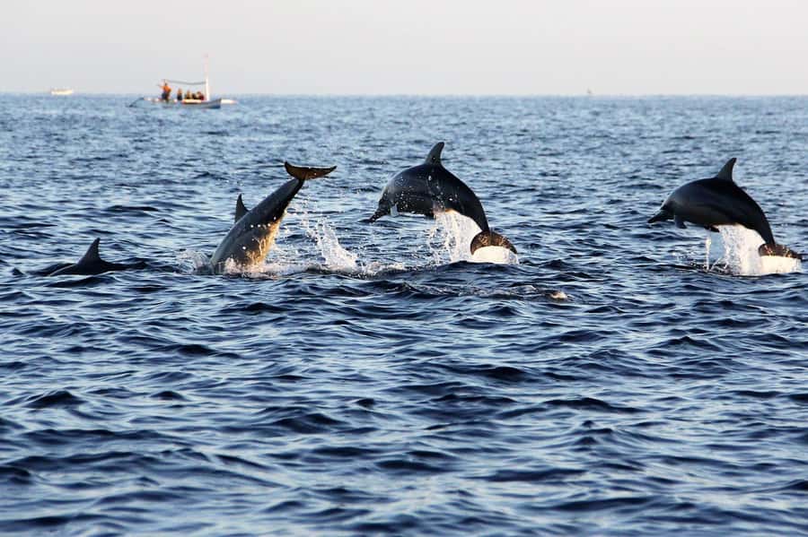 Muscat: 3 Hours Dolphin Watching and Snorkeling Tour - FAQ