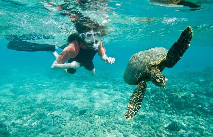 Muscat: 4-Hour Snorkeling Tour with Dolphin watching - Key points before you book