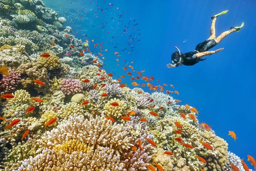 Muscat: 4-Hour Snorkeling Tour with Dolphin watching - From Muscat pickup to the coast