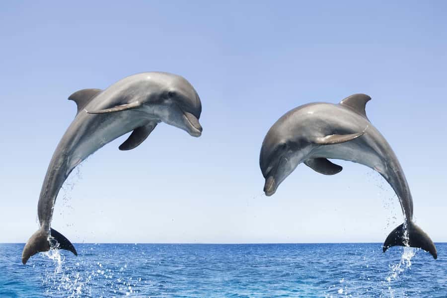 Muscat: 4-Hour Snorkeling Tour with Dolphin watching - What the underwater world is really like