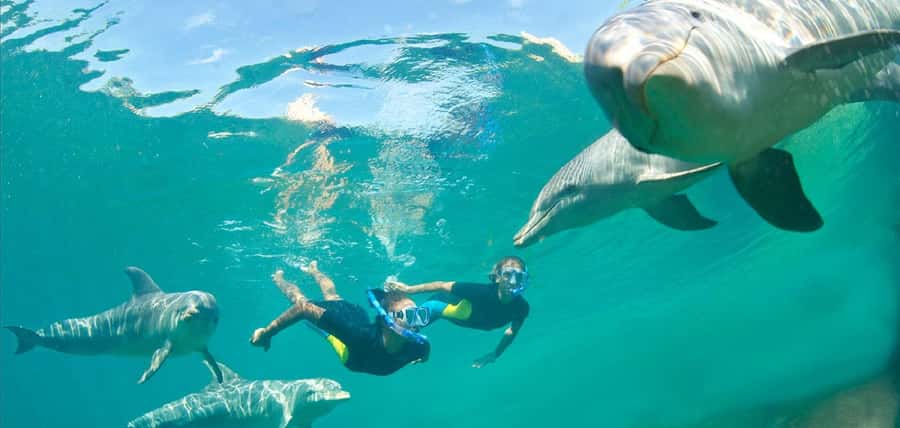 Muscat: 4-Hour Snorkeling Tour with Dolphin watching - Final verdict: book it for wildlife, not perfect coral