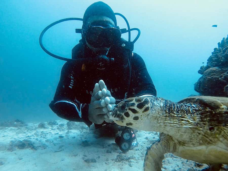 Muscat: Daymaniat Islands Scuba Diving for Beginners - Key points to know before booking