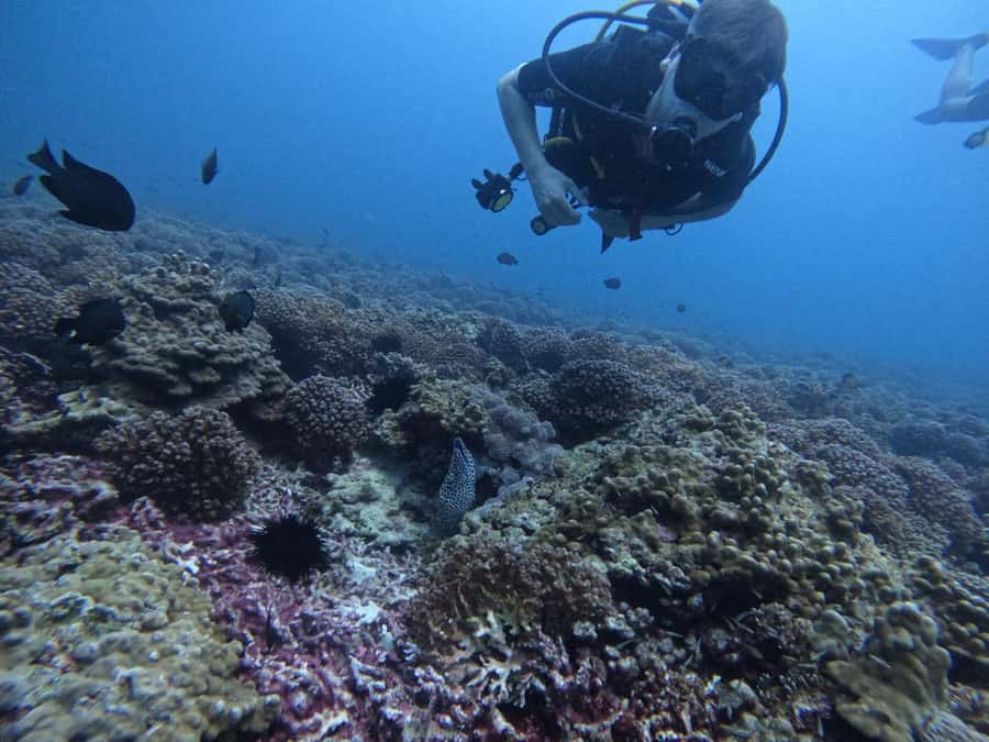 Muscat: Daymaniat Islands Scuba Diving for Beginners - Your first underwater session near Daymaniat