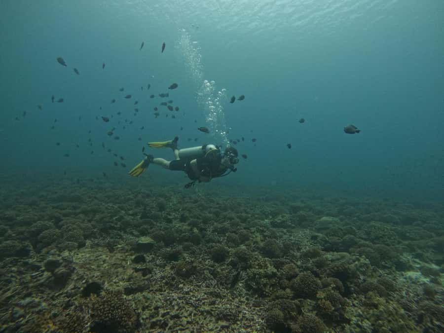 Muscat: Daymaniat Islands Scuba Diving for Beginners - Who should book this Muscat activity?
