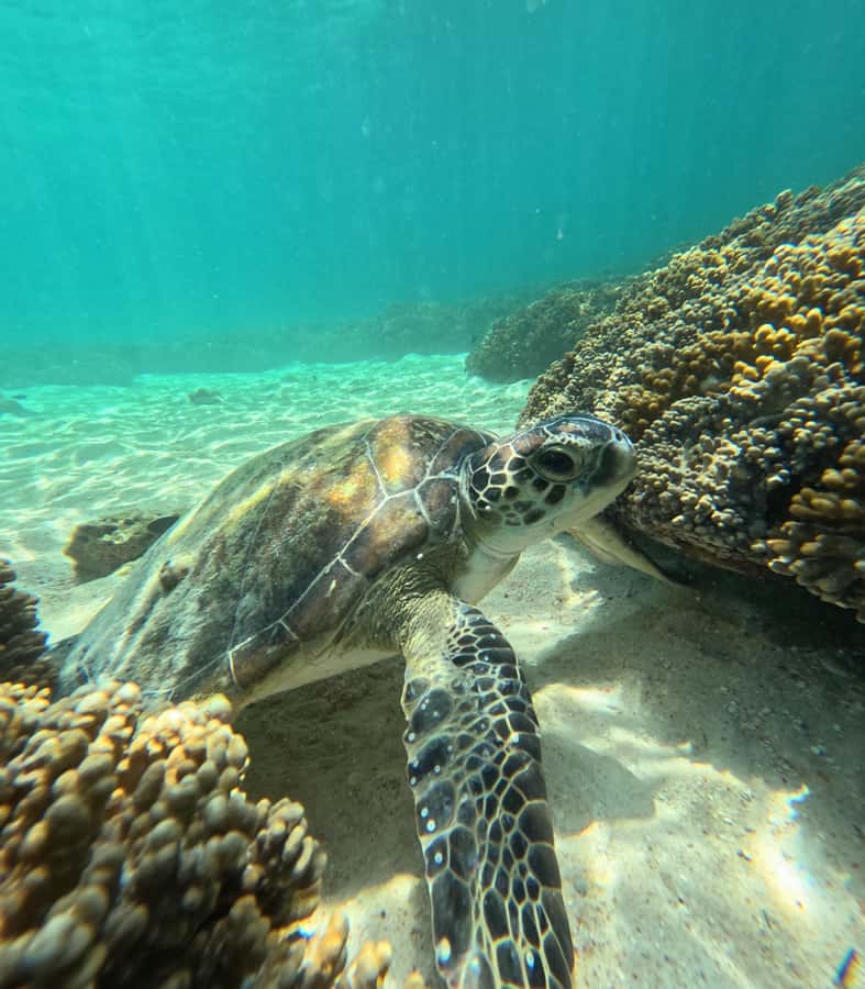 Muscat: Daymaniat Islands Snorkeling Tour with Refreshments - Who will enjoy this most?