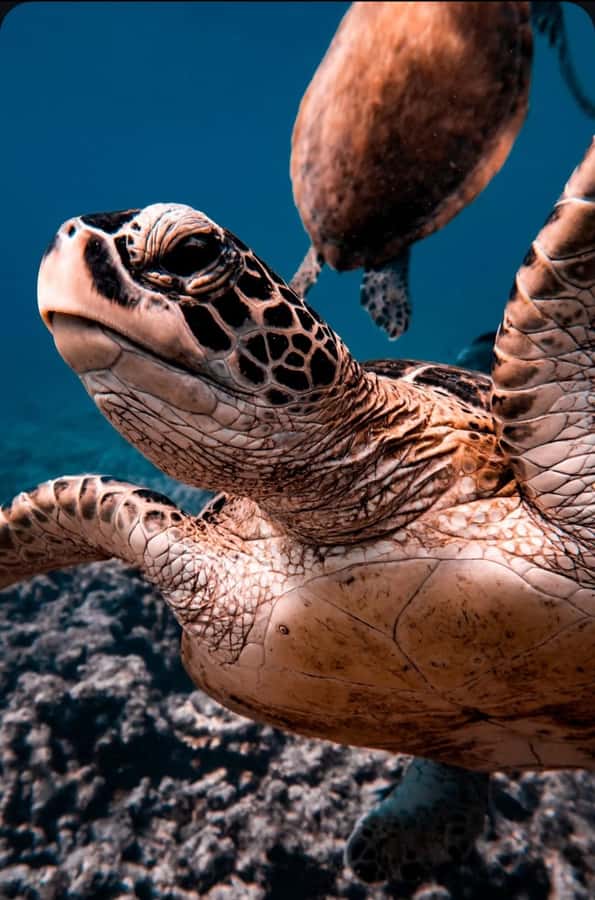 Muscat: Daymaniat Islands Snorkeling Tour with Refreshments - The speedboat ride to the reserve