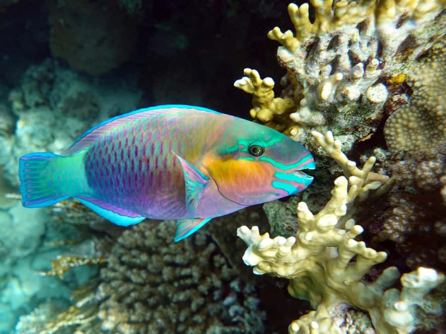 Muscat: Daymaniat Islands Snorkeling Tour with Refreshments - Second stop: fish, rays, and possible reef sharks