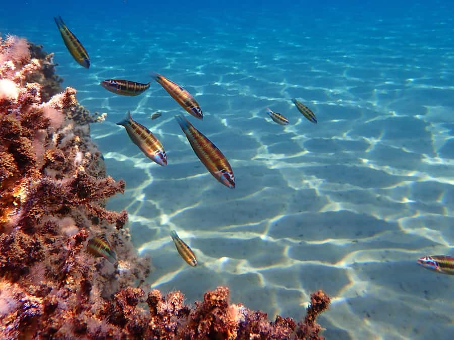 Muscat: Daymaniat Islands Snorkeling Tour with Refreshments - Beach time depends on the calendar