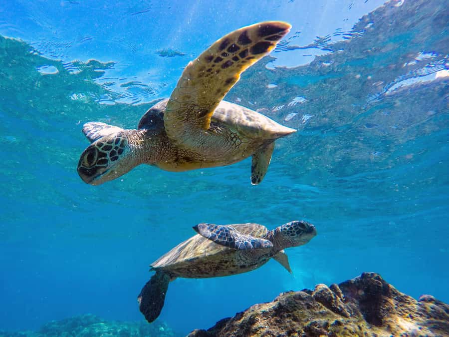 Muscat: Daymaniat Islands Snorkeling Tour with Refreshments - Is $72 fair for this Muscat outing?