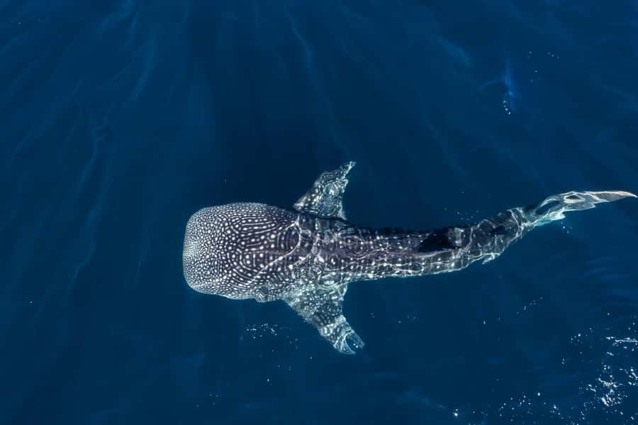 Muscat: Daymaniat Islands Snorkeling Tour with Refreshments - Seeb Port needs a little preparation