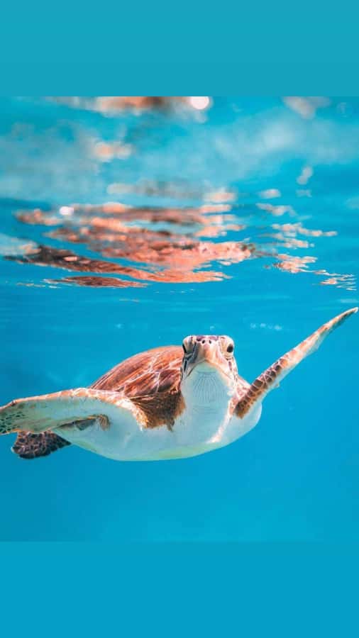 Muscat: Daymaniat Islands Snorkeling Trip with Brunch - Why the Daymaniat Islands Feel Special