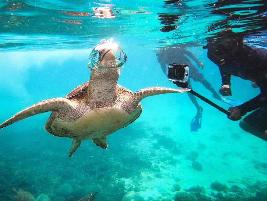 Muscat: Daymaniat Islands Snorkeling Trip with Brunch - First Water Stop: Finding the Turtles