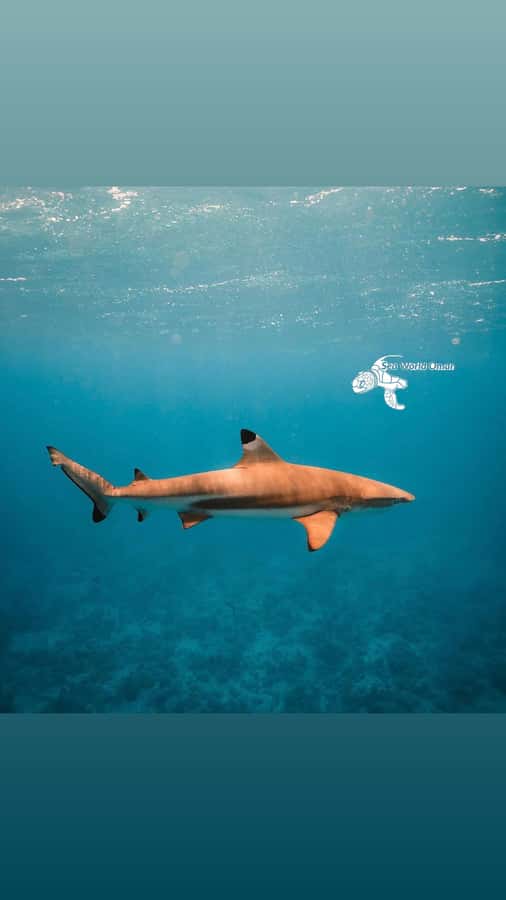 Muscat: Daymaniat Islands Snorkeling Trip with Brunch - How Comfortable Is It for First-Time Snorkelers?