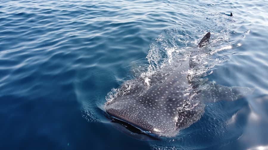 Muscat: Daymaniat Islands Tour - Finding turtles without treating them like attractions