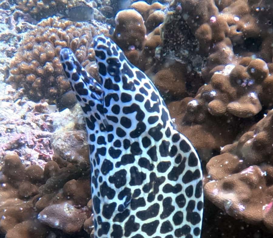 Muscat: Daymaniat Islands Try Scuba Diving - Key points at a glance