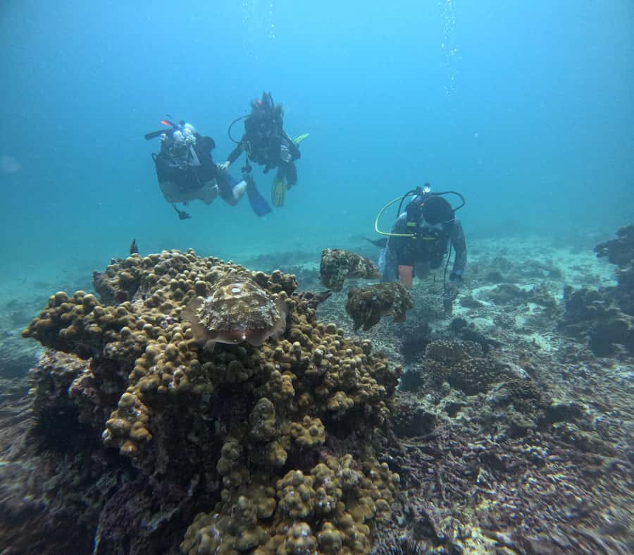 Muscat: Daymaniat Islands Try Scuba Diving - Is $217 a fair price?