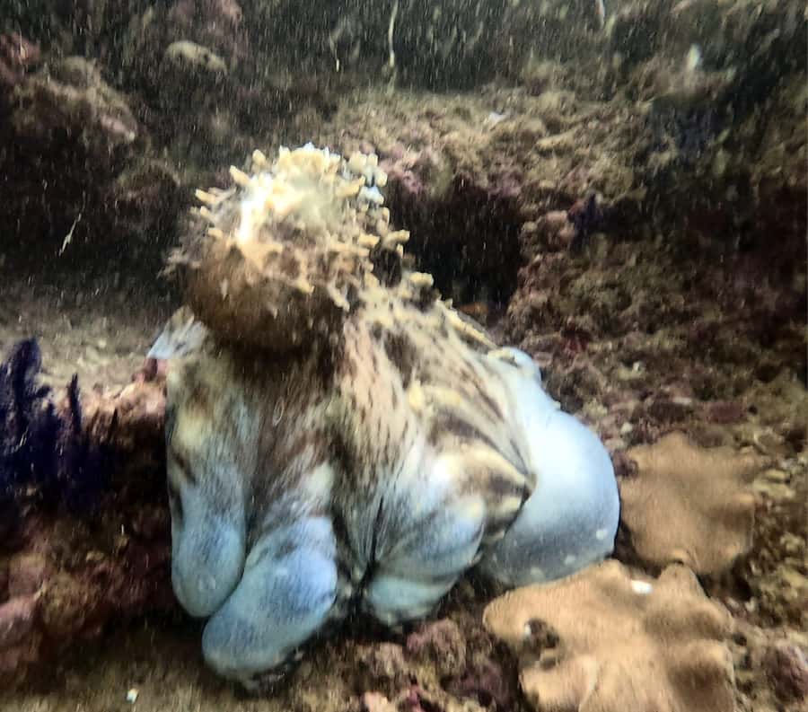Muscat: Daymaniat Islands Try Scuba Diving - A first underwater session for beginners