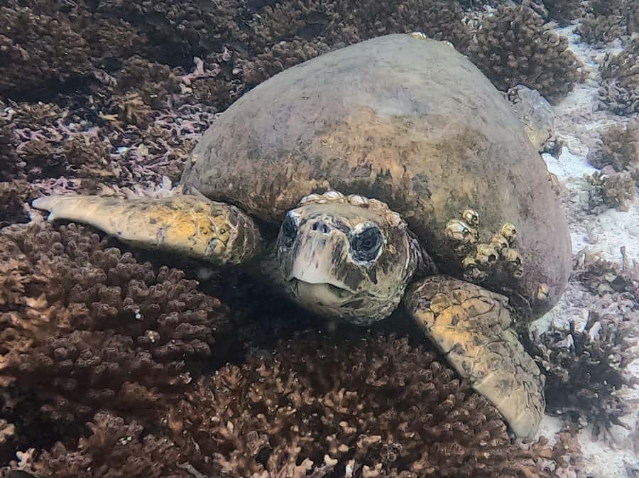 Muscat: Daymaniat Islands Try Scuba Diving - Marine life around Daymaniat