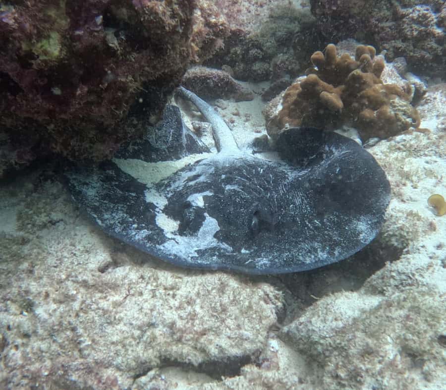 Muscat: Daymaniat Islands Try Scuba Diving - Food, water, and the practical comforts