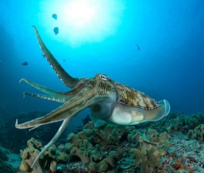 Daymaniyat Island Scuba Dive 2 locations + BBQ Lunch
