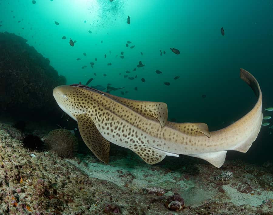 Muscat: Daymaniyat Island Scuba Dive 2 locations + BBQ Lunch - What the $199 price includes