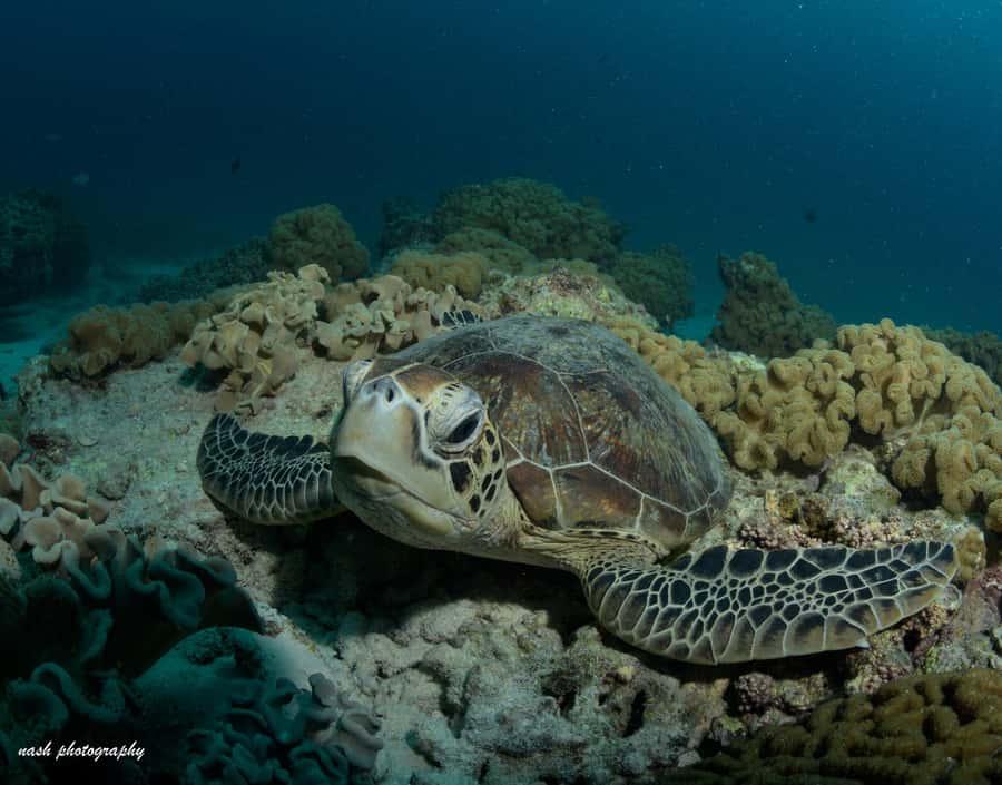 MUSCAT: Daymaniyat Island Snorkeling & Try-Dive + BBQ Lunch - Key points at a glance