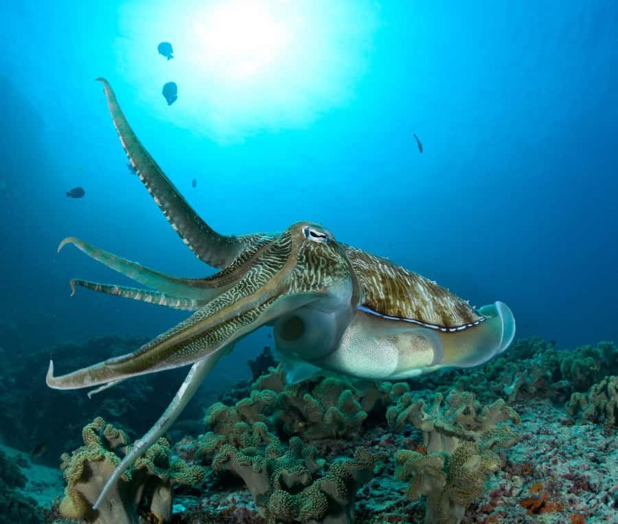 MUSCAT: Daymaniyat Island Snorkeling & Try-Dive + BBQ Lunch - Getting comfortable with your first scuba session