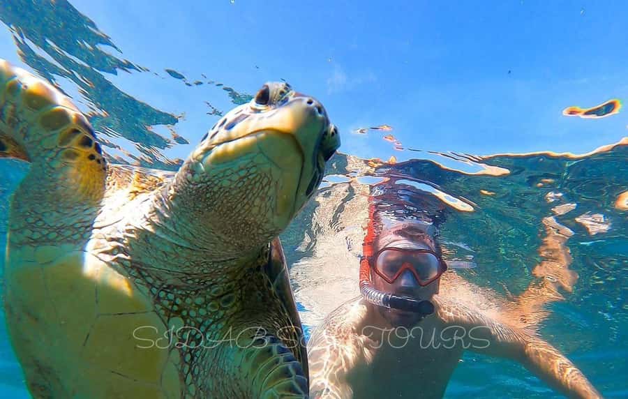 Muscat: Daymaniyat Island Snorkeling with Turtles Tour - Key points to know before you book