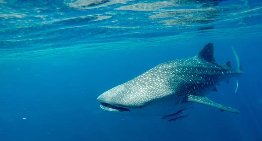 Muscat: Daymaniyat Islands Private Boat Tour with Snorkeling - Key points to know before you go