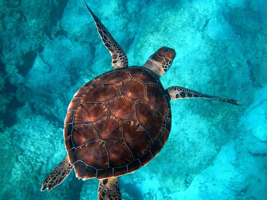 Muscat: Daymaniyat Islands Snorkeling Tour - Key points to know before you go