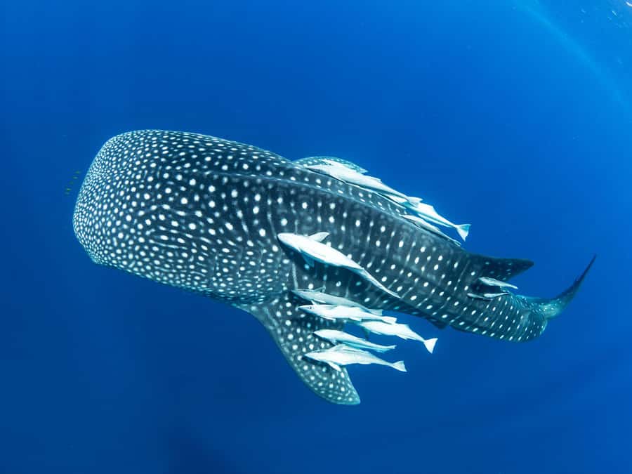Muscat: Daymaniyat Islands Snorkeling Tour - The first snorkeling stop and the turtle sightings