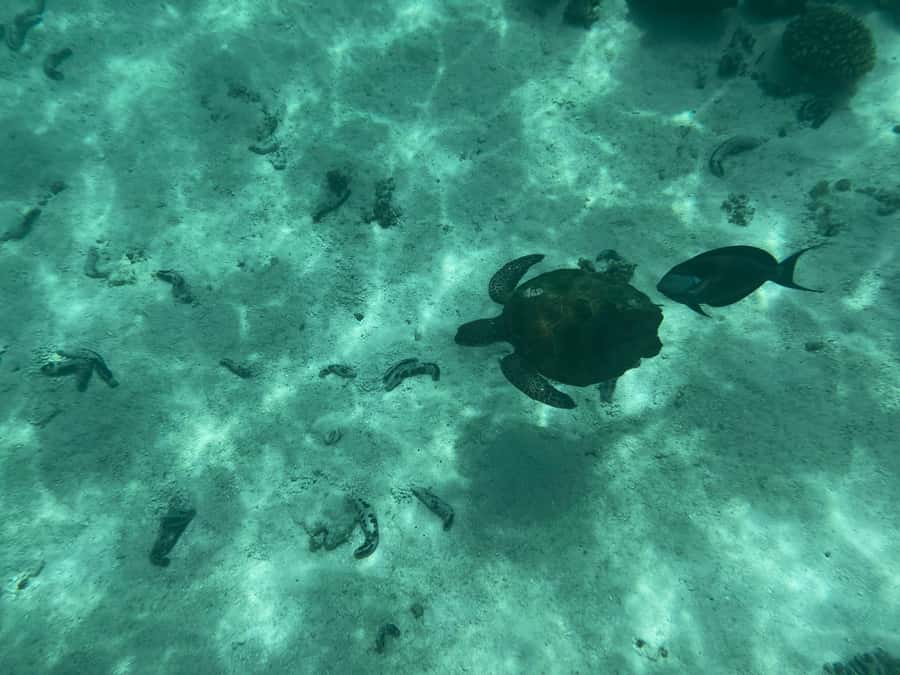 Muscat: Daymaniyat Islands Snorkeling Tour - Coral, fish, and changing water conditions