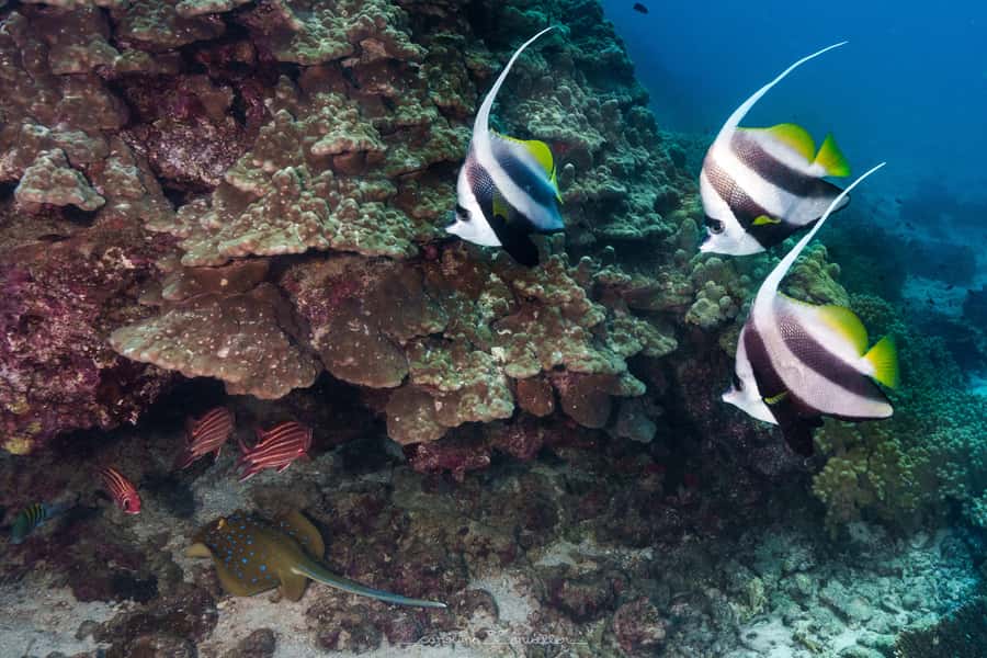 Muscat: Daymaniyat Islands Snorkeling Trip with BBQ Lunch - The ride out to the protected islands