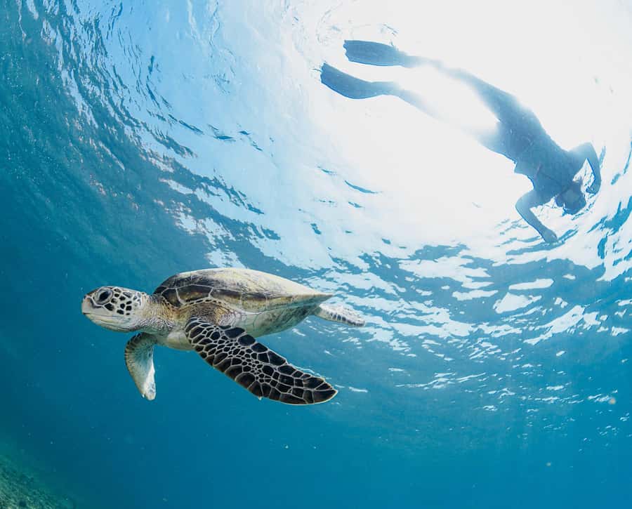 Muscat: Daymaniyat Islands Snorkeling Trip with BBQ Lunch - Is $70 good value?