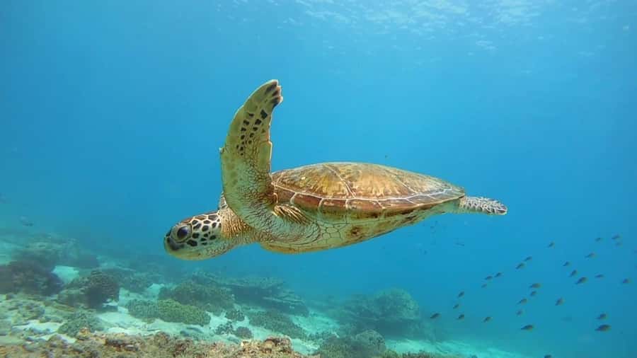 Muscat: Daymaniyat Islands Snorkeling Trip with Lunch - Key points to know before you book