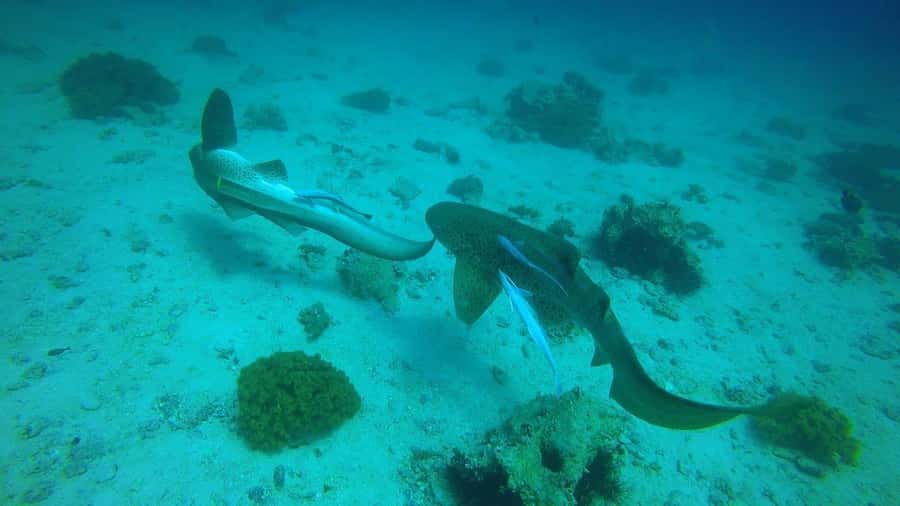 Muscat: Daymaniyat Islands Snorkeling Trip with Lunch - Guides, captains, and the small details that matter