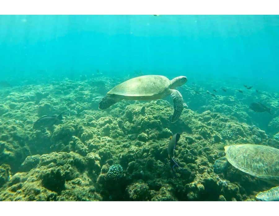 Muscat: Daymaniyat Islands Snorkeling Trip with Lunch - Nine protected islands with no resort buildings