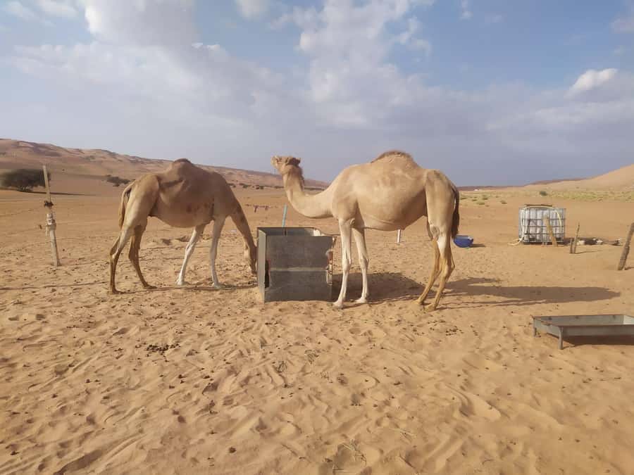 Muscat: Desert & Wadi Bani Khalid Tour with Quad Bike Option - Returning to Muscat after a full day